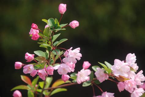 招桃花的植物|招桃花運的花卉植物有哪些？怎樣增加桃花運？